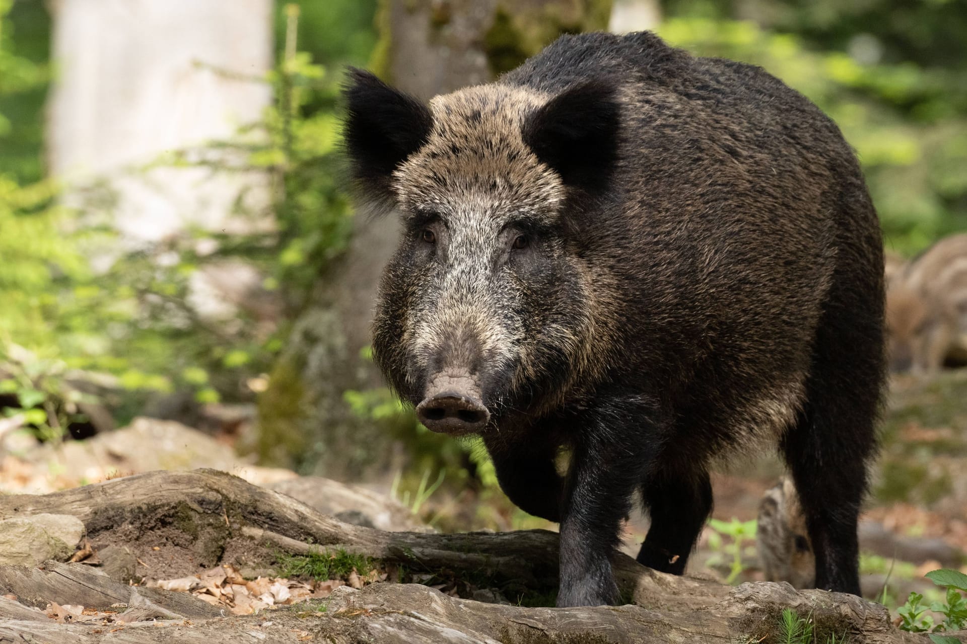 Ein Wildschwein im Wald (Archivbild): In NRW wurde bei einem toten Tier die Afrikanische Schweinepest nachgewiesen.