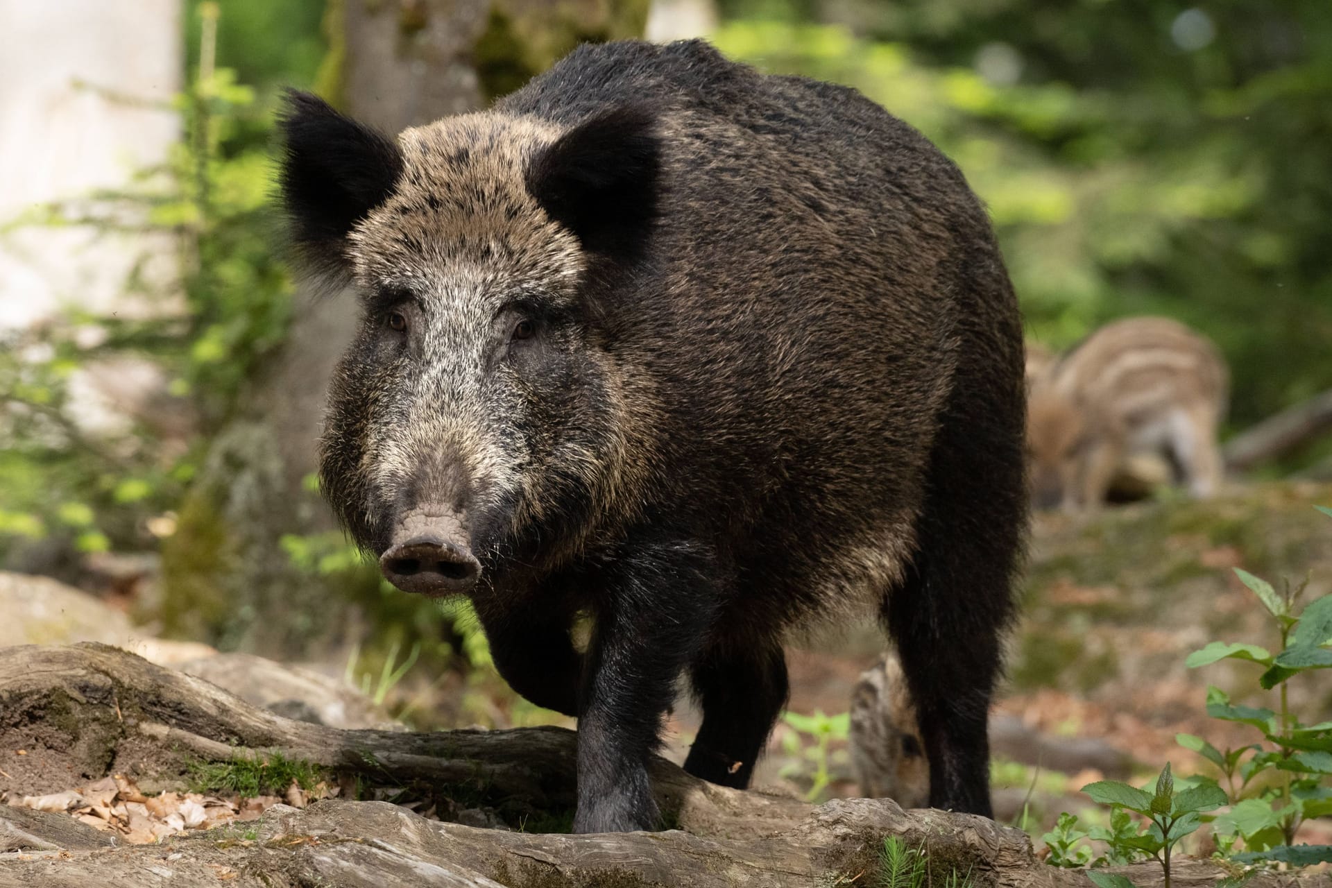 Ein Wildschwein im Wald (Archivbild): In NRW wurde bei einem toten Tier die Afrikanische Schweinepest nachgewiesen.