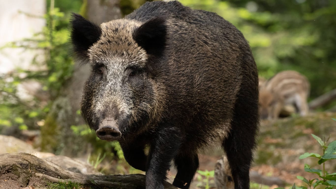 Wildschwein im Wald