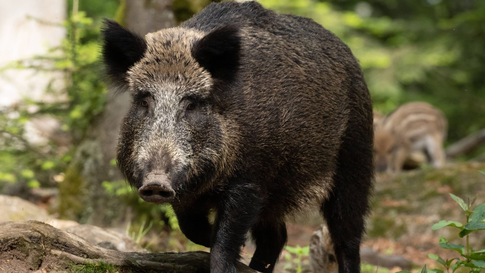 Ein Wildschwein im Wald (Archivbild): In NRW wurde bei einem toten Tier die Afrikanische Schweinepest nachgewiesen. Ein Wildschwein im Wald (Archivbild): In NRW wurde bei einem toten Tier die Afrikanische Schweinepest nachgewiesen.
