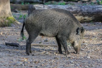 Die Alte Fasanerie in Hanau hat seinen gesamten Wildschweinbestand geschlachtet.