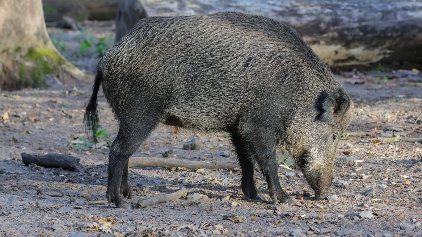 Die Alte Fasanerie in Hanau hat seinen gesamten Wildschweinbestand geschlachtet.