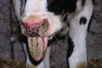 Entzündungen am Maul eines Rindes (Symbol): Die Blauzungenkrankheit kann den Tieren die ganze Zunge lähmen.