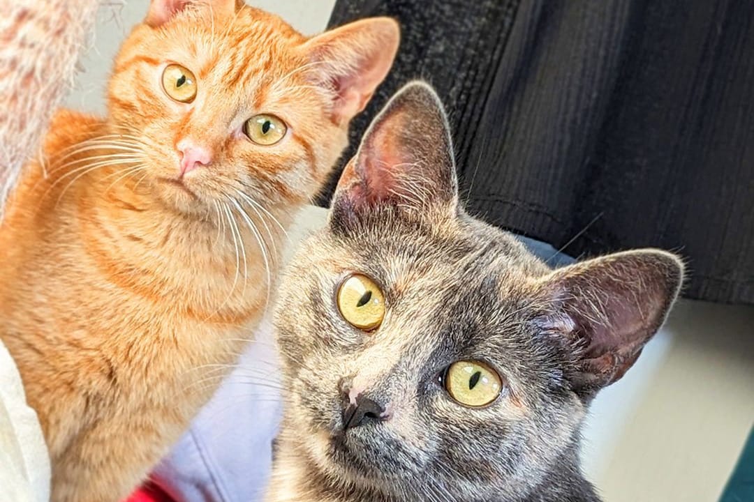 Lola (l.) und Missy (r.): Die beiden Katzen lebten auf der Straße.