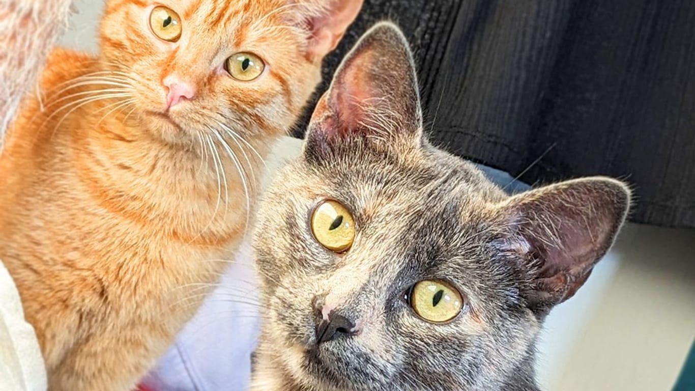 Lola (l.) und Missy (r.): Die beiden Katzen lebten auf der Straße.