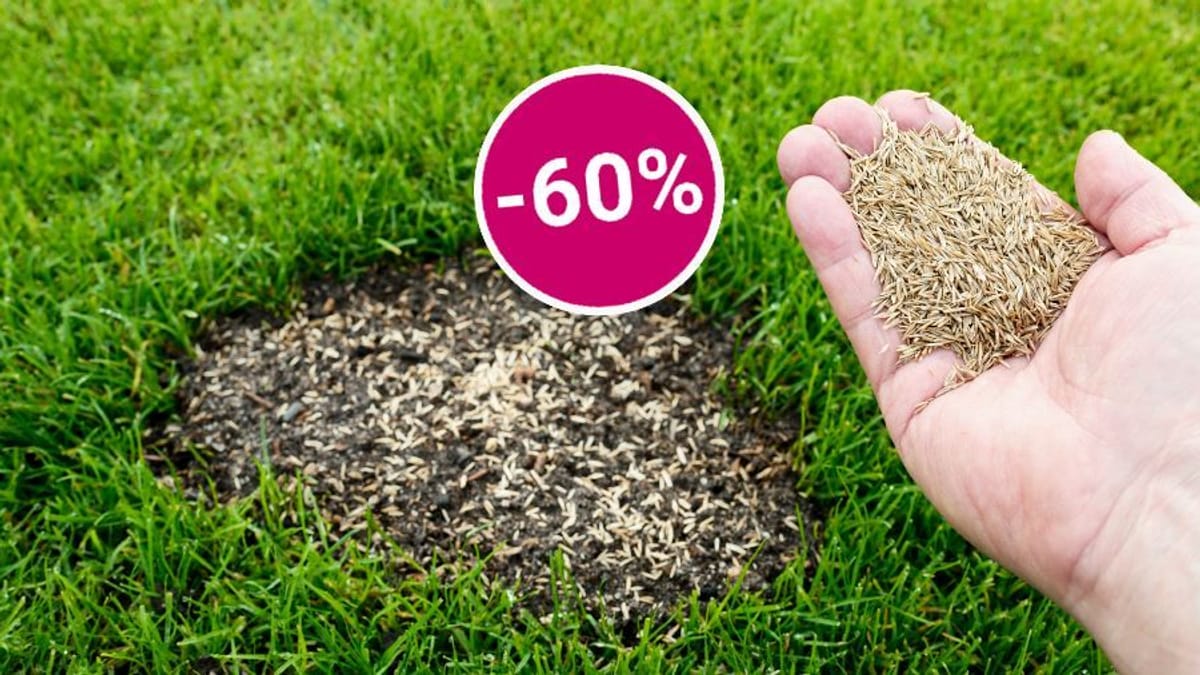 Günstiger Rasensamen bei Amazon mit 60 Prozent Rabatt im Angebot