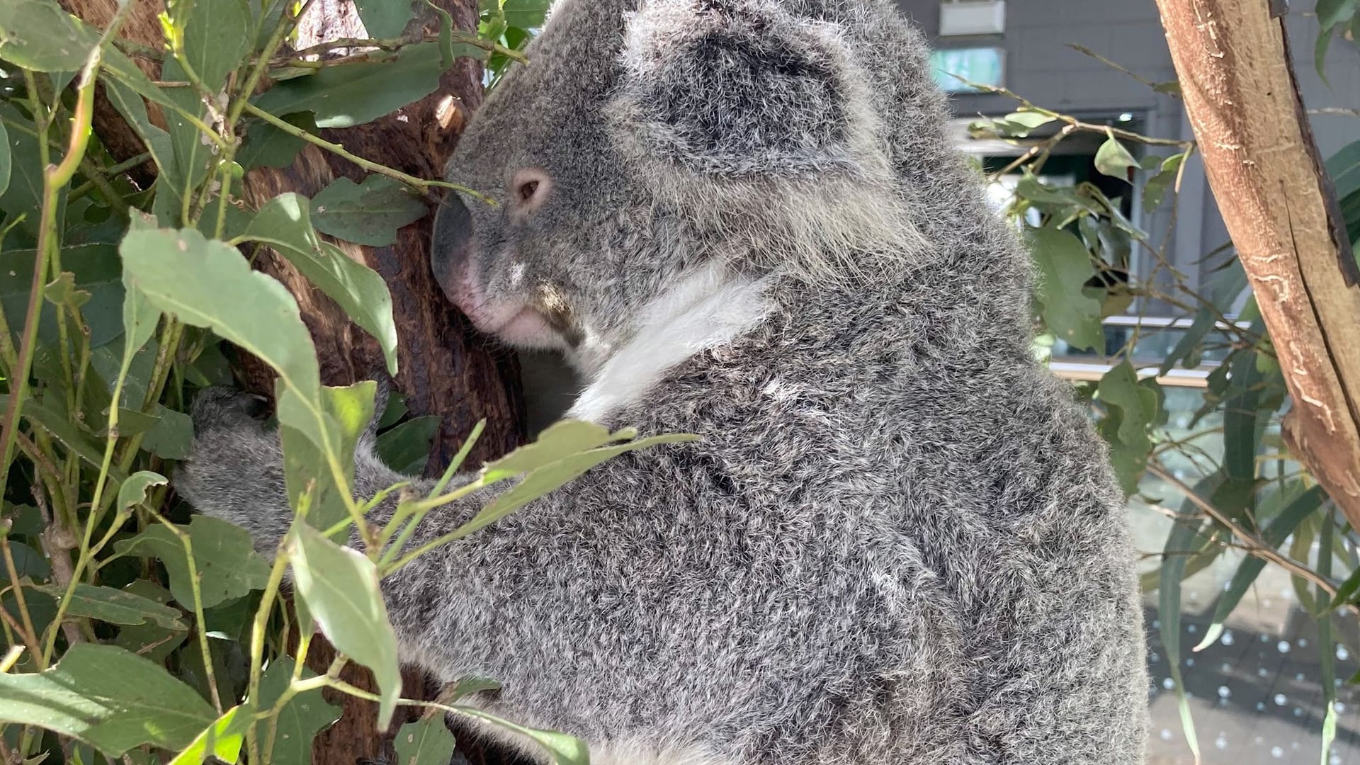 Koala im Wild Life Sydney Zoo