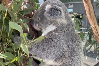 Koala im Wild Life Sydney Zoo