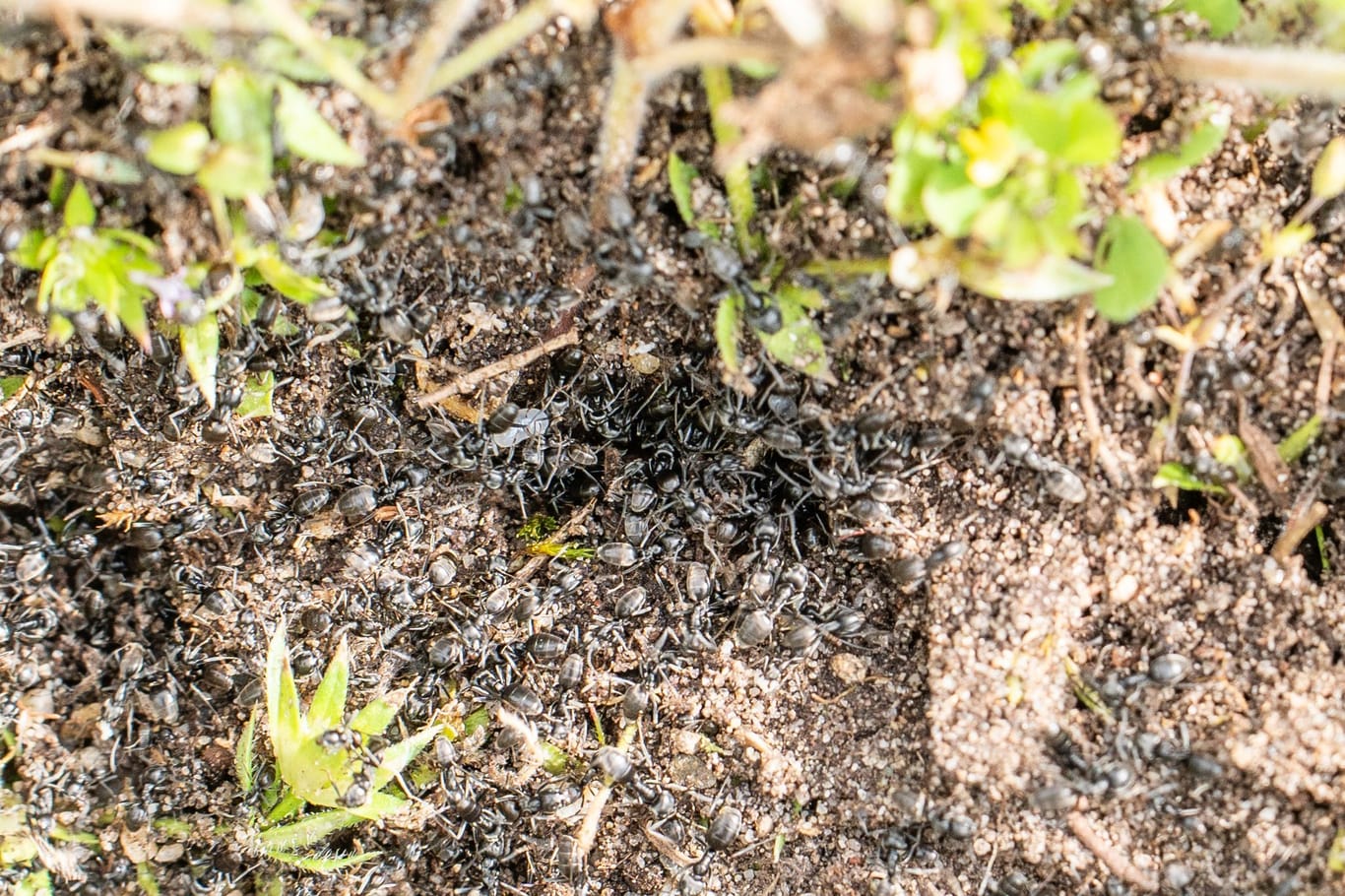 Invasive Ameisen in Baden-Württemberg