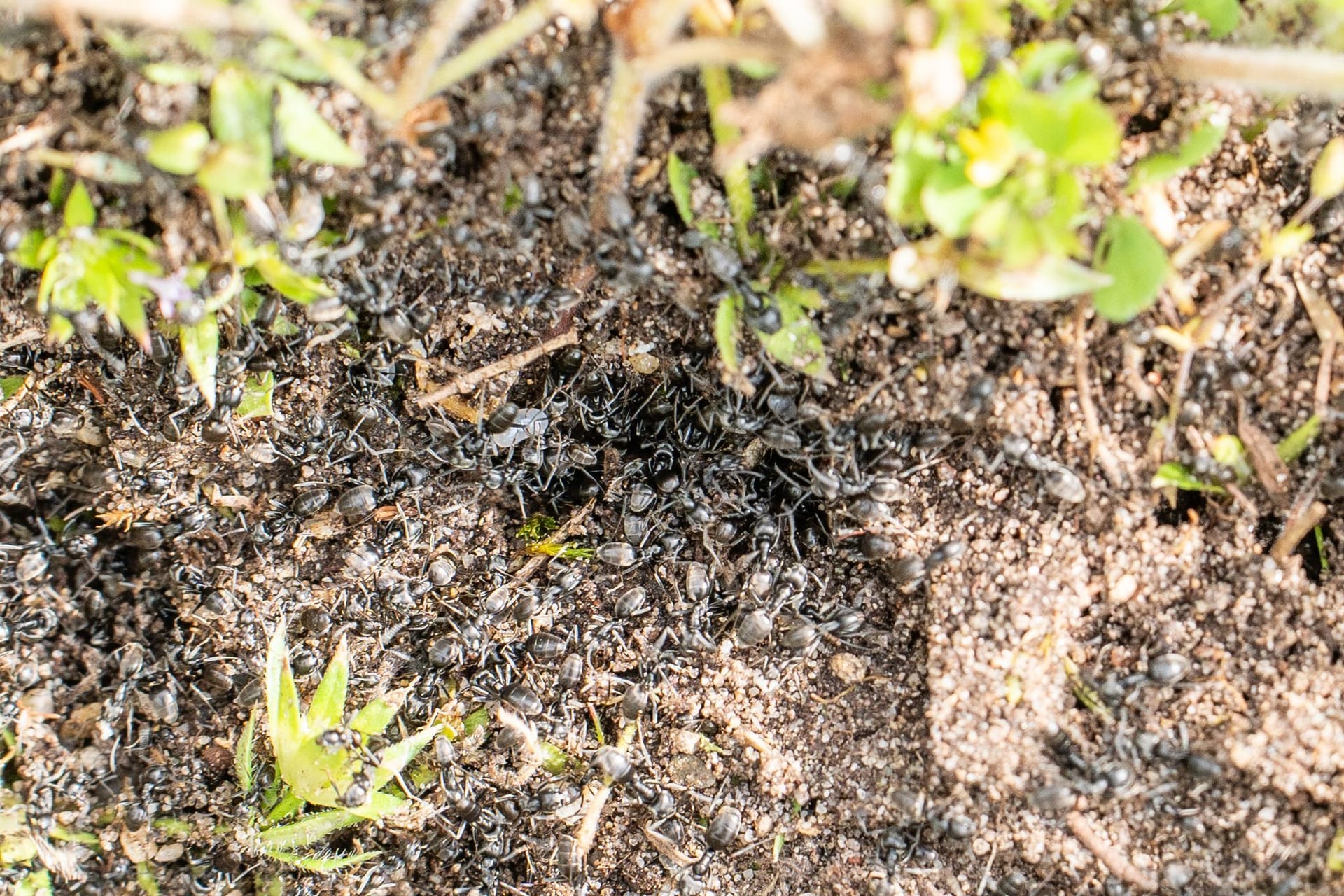 Invasive Ameisen in Baden-Württemberg