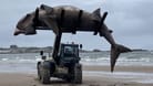 Ein Traktor schafft den Kadaver des Riesenhais vom Strand in Maidens Beach in Schottand weg.