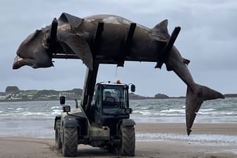 Ein Traktor schafft den Kadaver des Riesenhais vom Strand in Maidens Beach in Schottand weg.