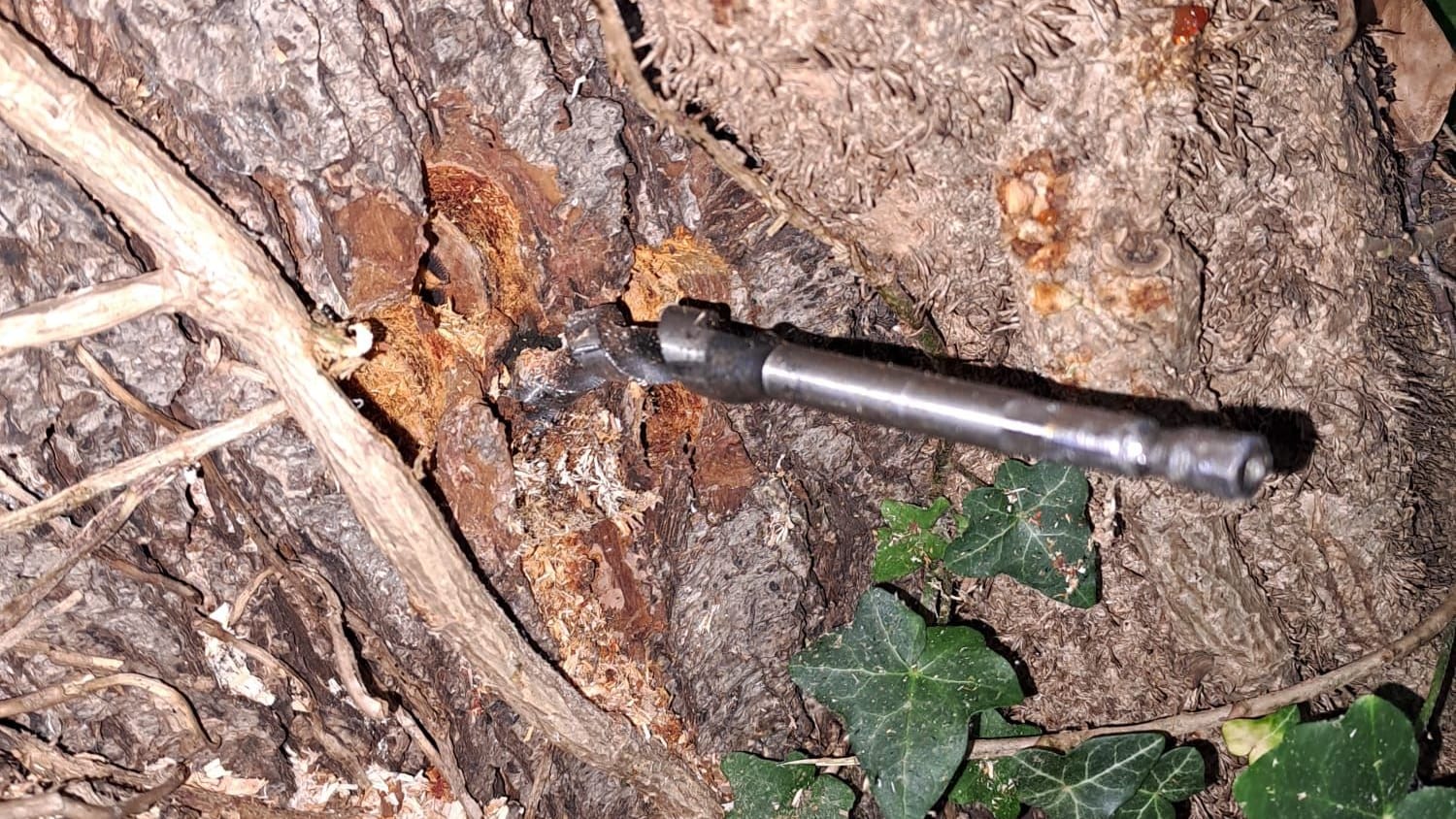 Der Bohrer steckt noch im Baum: Zahlreihe Bäume wurden im Westen der Hauptstadt beschädigt.