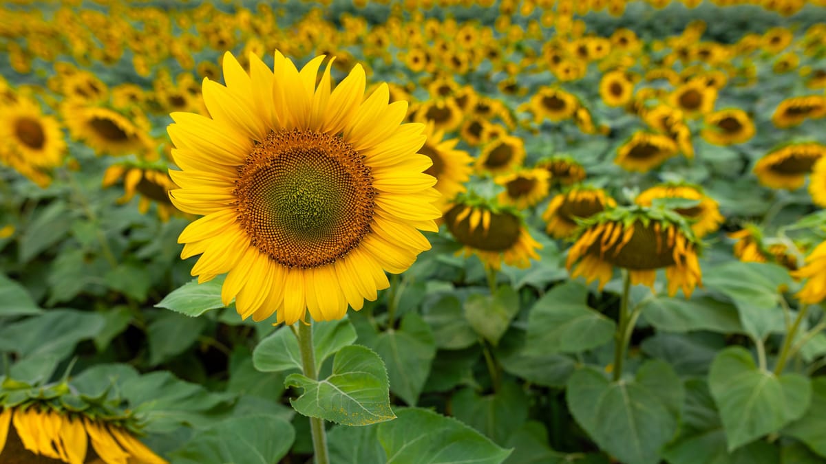 Sonnenblumen vorziehen So gelangt die Pflanze ins Beet Garten