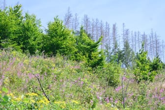 Waldsterben im Harz