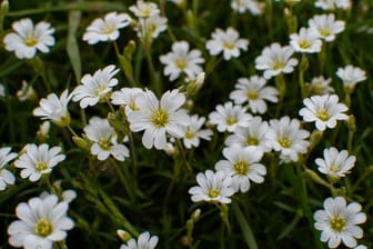 Das Acker-Hornkraut zählt zu den beliebten Bodendeckern.