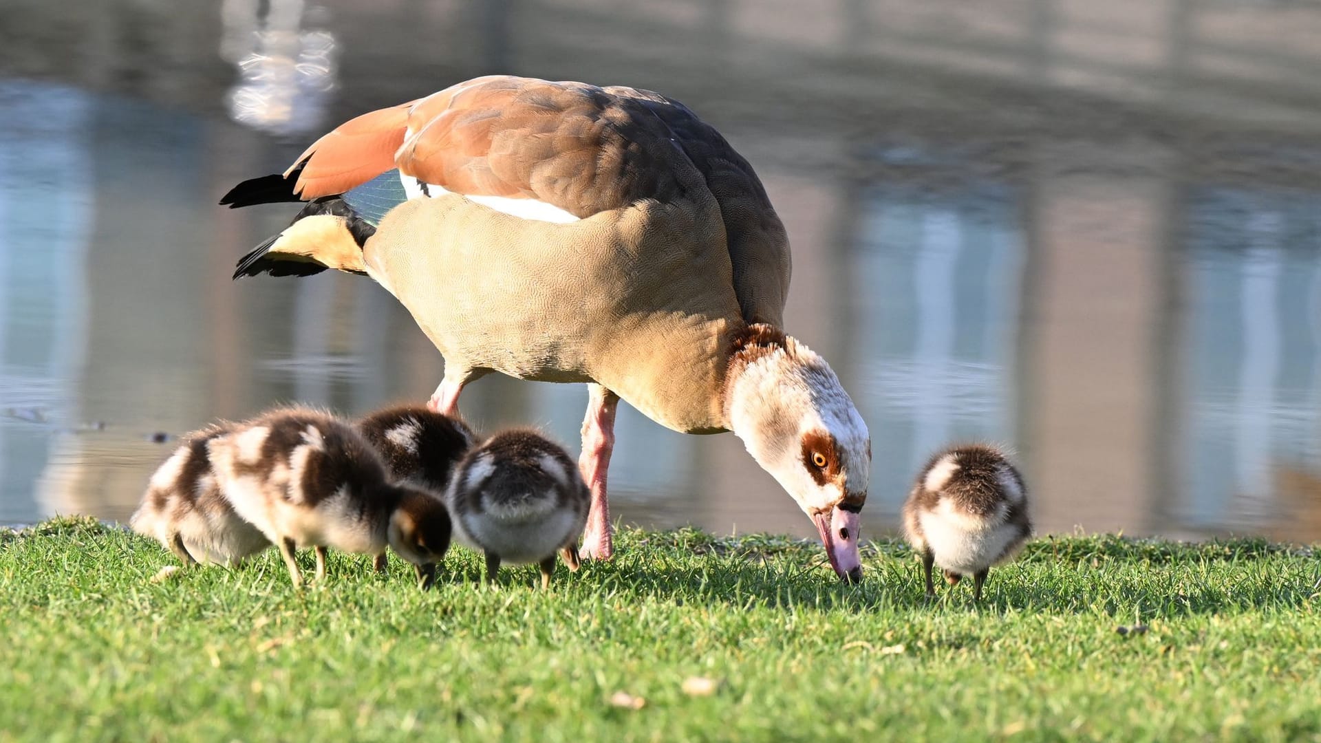 Nilgänse