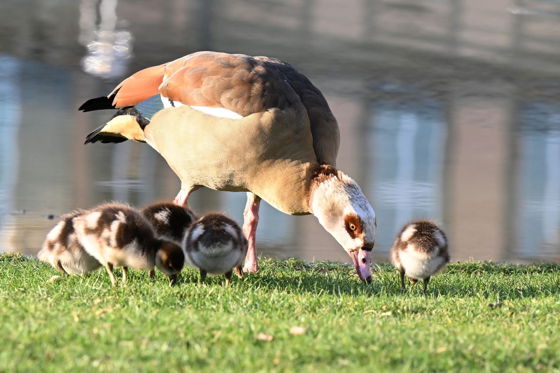 Nilgänse