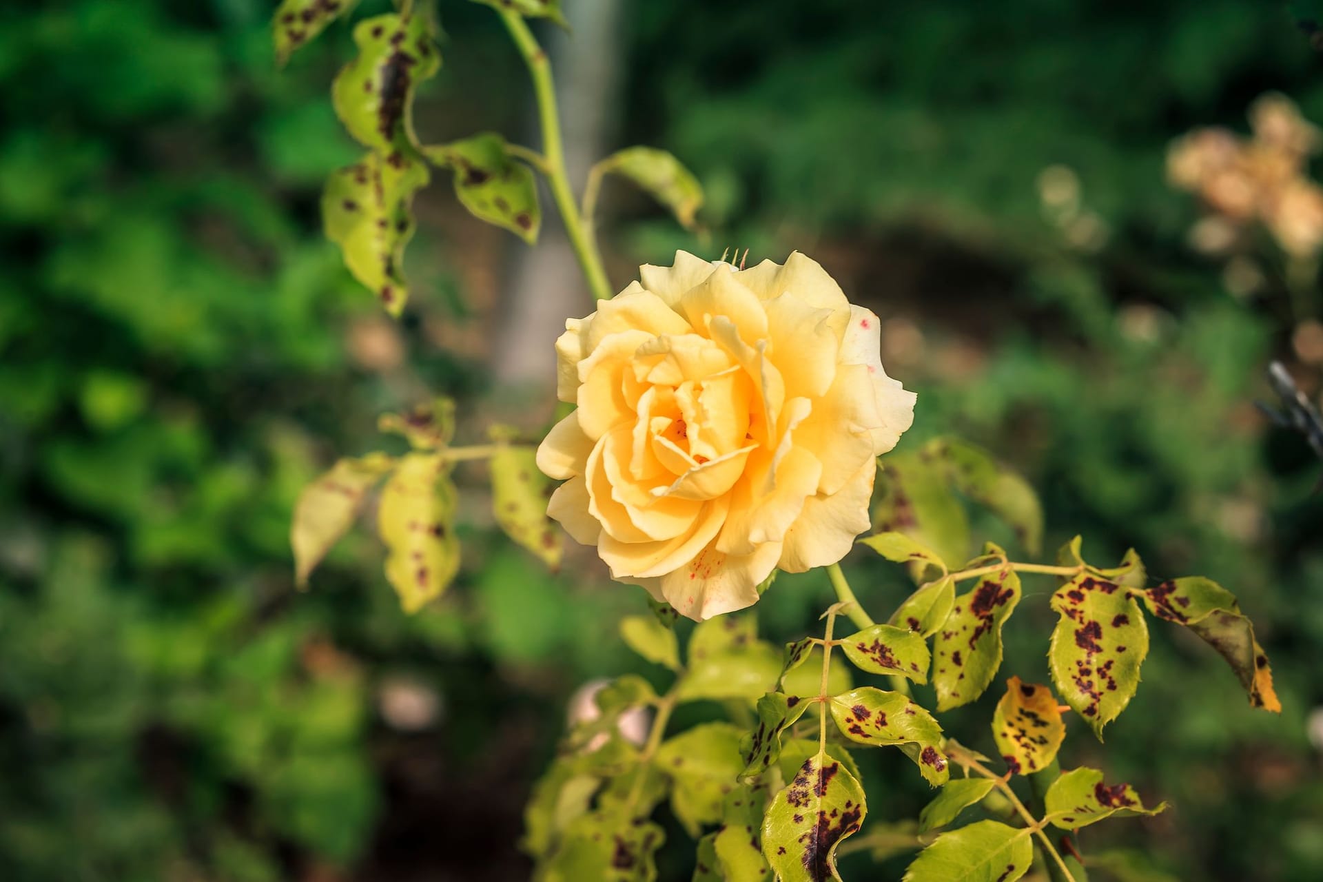 Gelbe Blätter bei Rosen: Meist ein Alarmsignal.