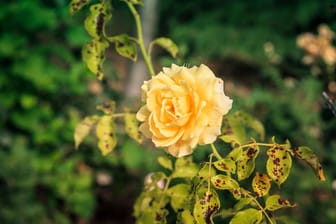 Gelbe Blätter bei Rosen: Meist ein Alarmsignal.
