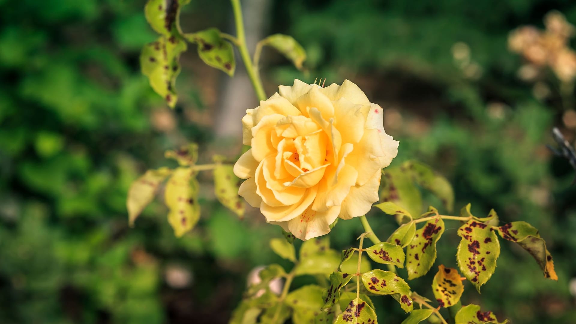 Gelbe Blätter bei Rosen: Meist ein Alarmsignal.