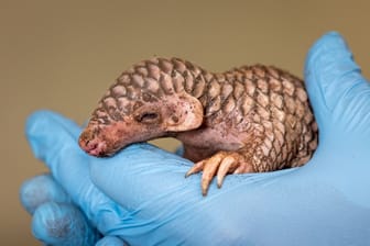 Schuppentier-Nachwuchs im Prager Zoo