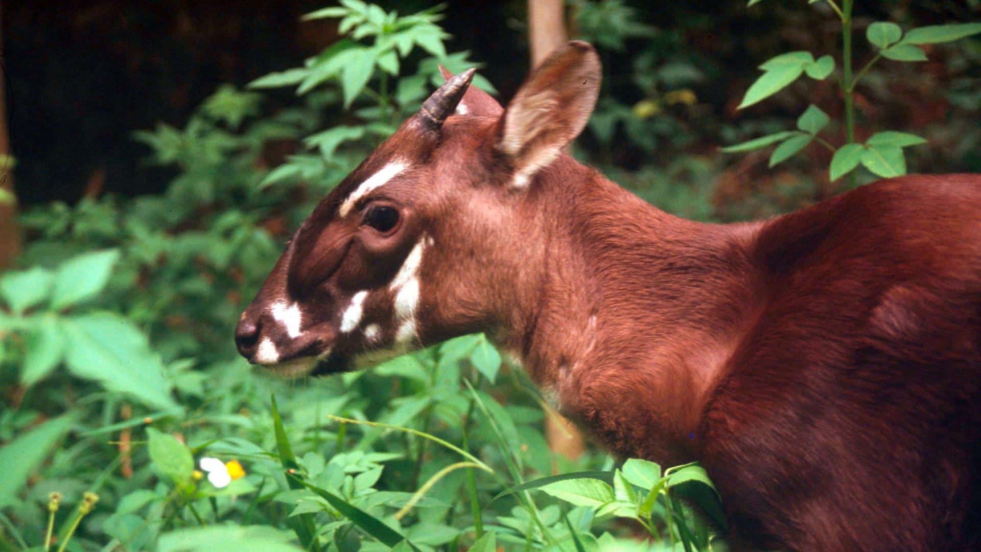 Saola-Waldrind