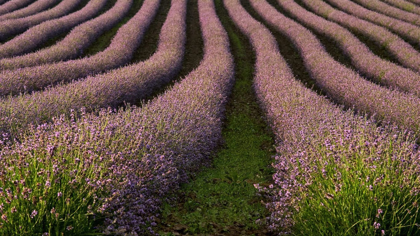 Das Lavendelfeld in Adlstraß ist derzeit in voller Blüte.
