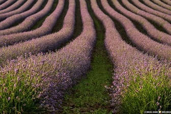 Das Lavendelfeld in Adlstraß ist derzeit in voller Blüte.