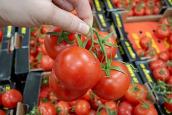Rispentomaten: Durch die Stängel bleiben die Tomaten länger frisch.
