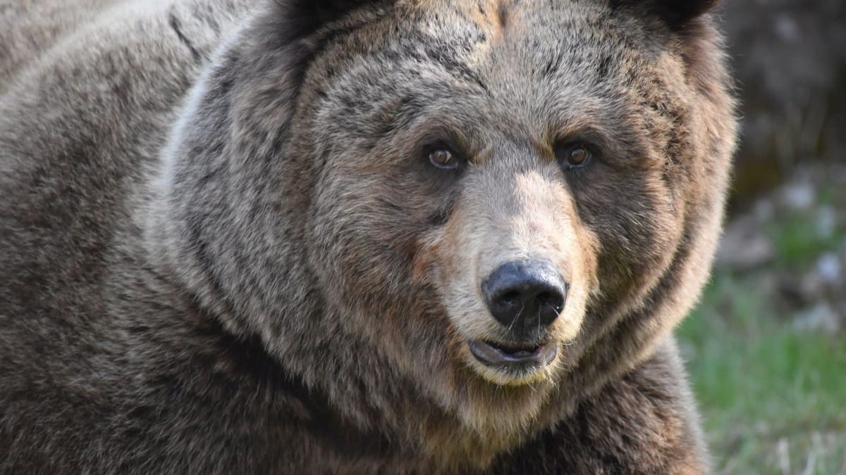 Bärin Isa im Bärenpark Schwarzwald: Auch bekannt als DJ3