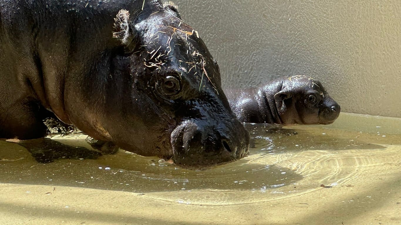Das Zwergflusspferd steht im Zoo Berlin neben seiner Mutter im Wasser: Einen Namen hat das Jungtier noch nicht.