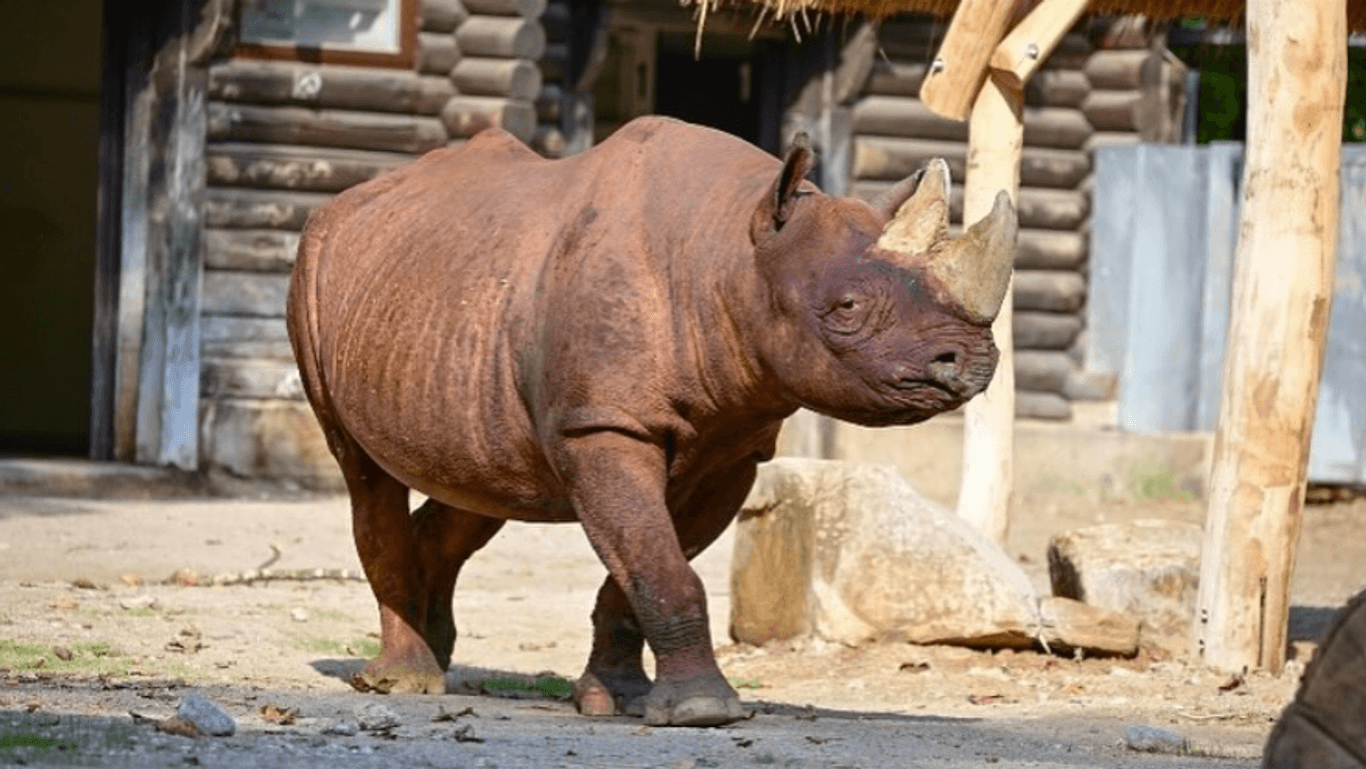 "Taco" das Nashorn im Kölner Zoo: Nun kommt das Tier nach Frankfurt