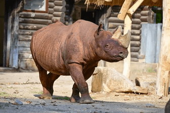 "Taco" das Nashorn im Kölner Zoo: Nun kommt das Tier nach Frankfurt