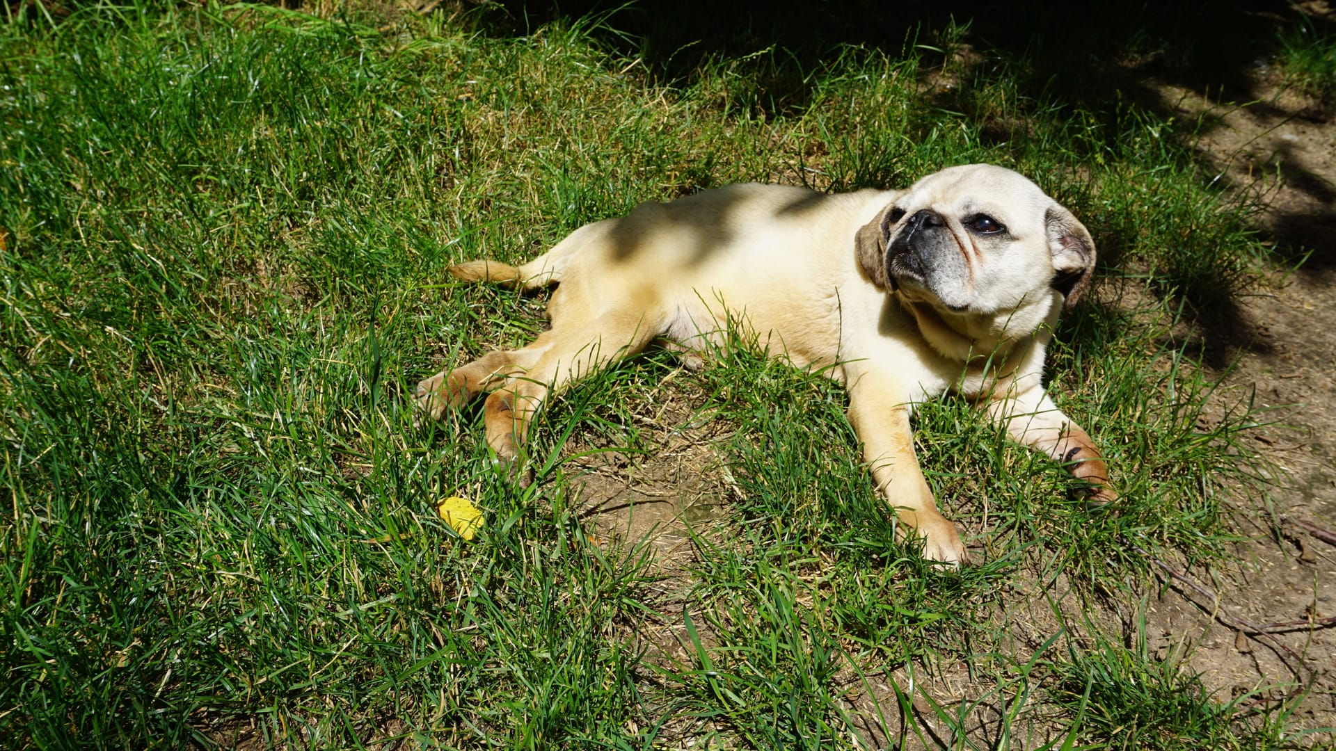 Der Mops Leyla auf dem Gnadenhof: Der Hund ist gehbehindert.