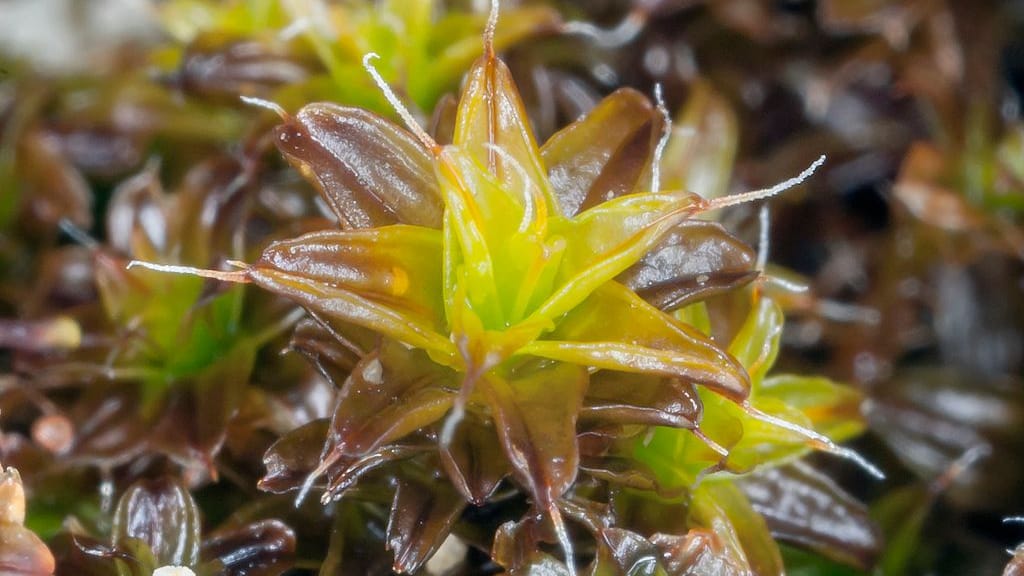 Syntrichia caninervis kommt ohne regelmäßige Wasserversorgung aus.