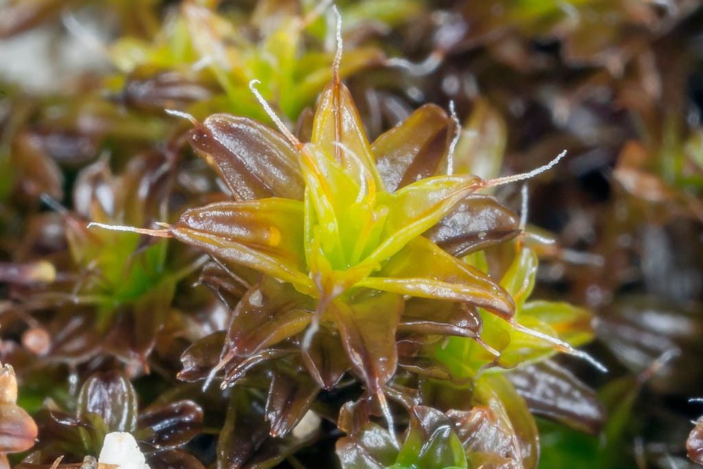 Syntrichia caninervis kommt ohne regelmäßige Wasserversorgung aus.