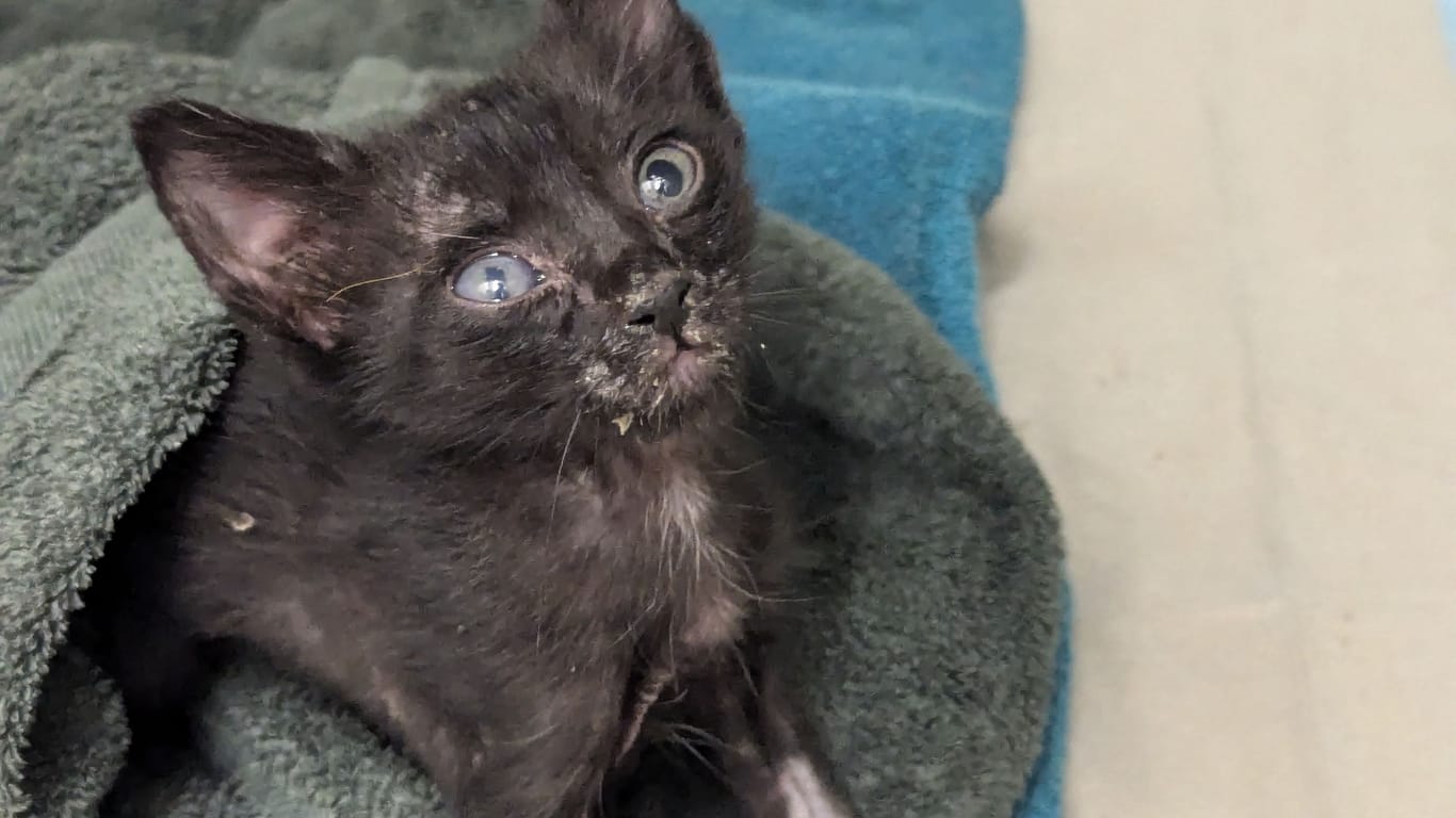 Die blinde Streunerkatze wurde inzwischen auf den Namen "Melone" getauft.