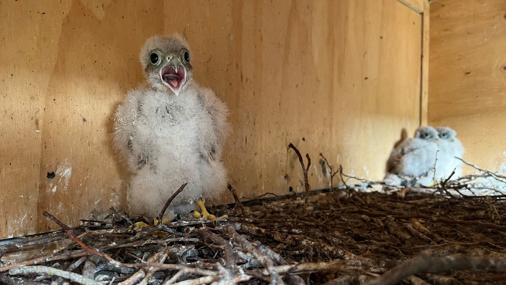 Zurück im Nistkasten: Das Küken wurde von seinen Geschwistern mit einem lautstarken Schimpfkonzert in Empfang genommen.