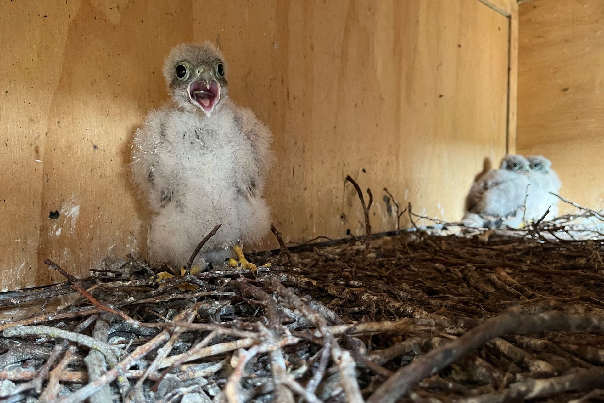 Zurück im Nistkasten: Das Küken wurde von seinen Geschwistern mit einem lautstarken Schimpfkonzert in Empfang genommen.