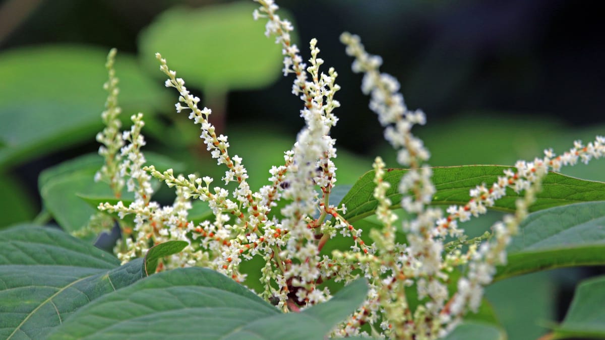 KnöterichUnkraut im Garten Praktische Tipps zur Bekämpfung