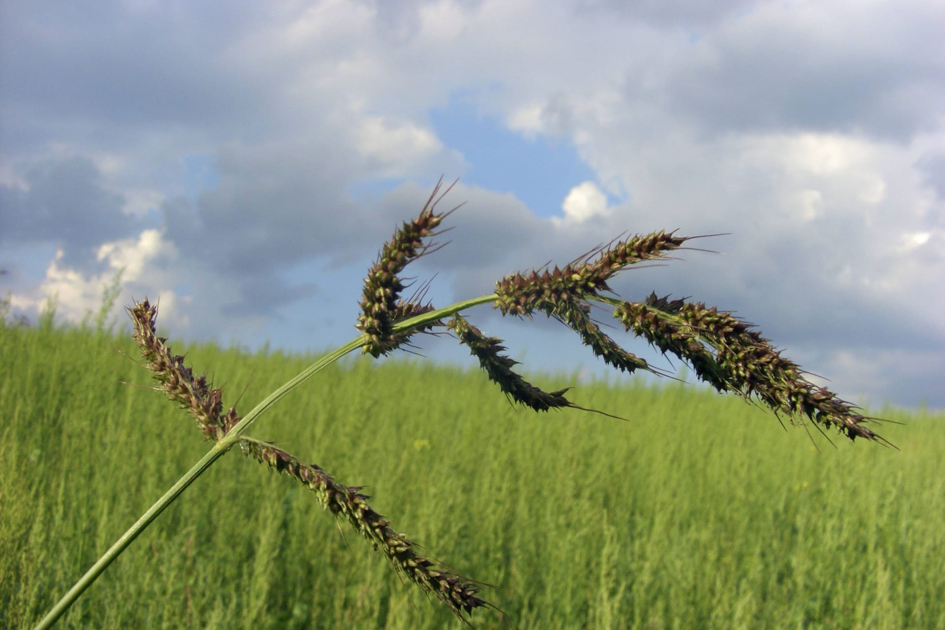 Gemeine Hühnerhirse: Echinochloa crusgalli breitet sich schnell aus.