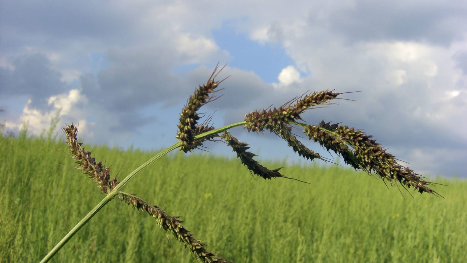 Gemeine Hühnerhirse: Echinochloa crusgalli breitet sich schnell aus.