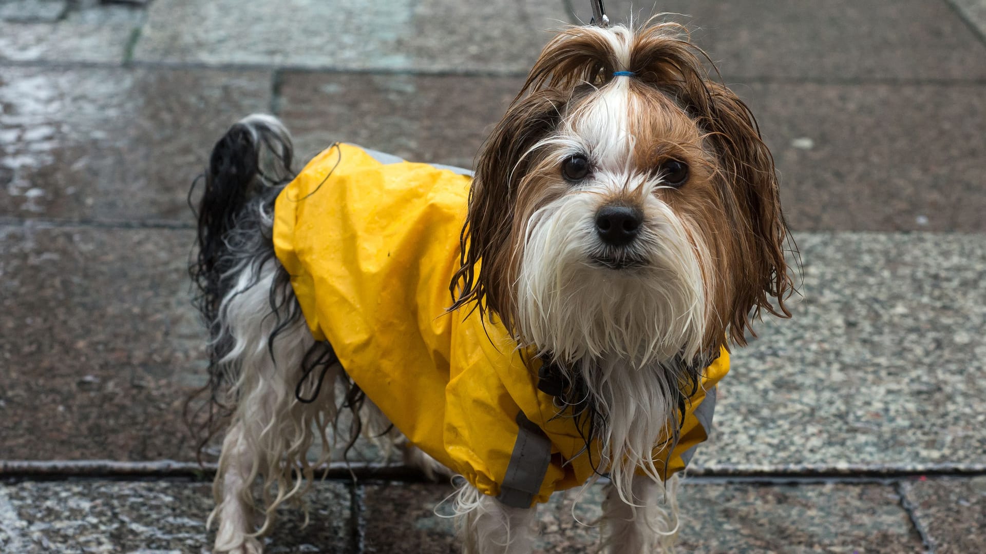 Portrait of little dog wearing a yellow rain coat standing in the street