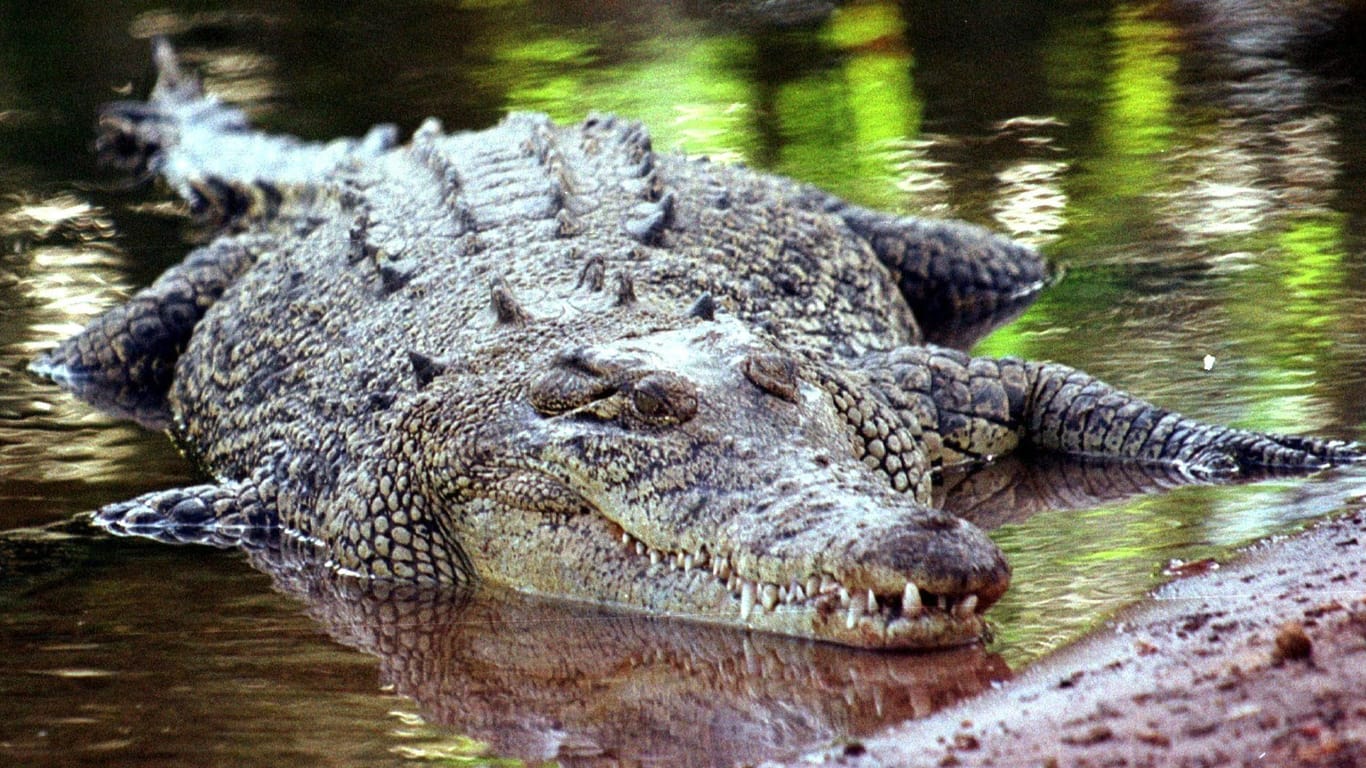 Ein Salzwasserkrokodil im Northern Territory