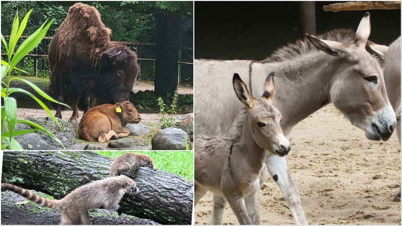 Nachwuchs im Tierpark Hagenbeck (Collage): Passend zum Start der Sommerferien sind Jungtiere auf die Welt gekommen.