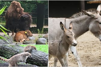 Nachwuchs im Tierpark Hagenbeck (Collage): Passend zum Start der Sommerferien sind Jungtiere auf die Welt gekommen.