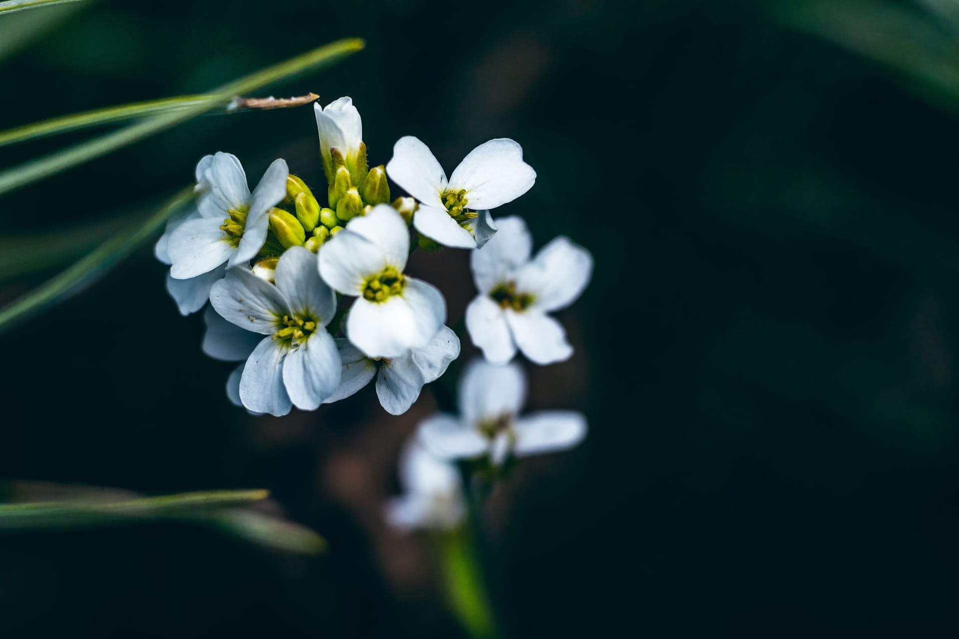 Selective focus shot of Arabidopsis thaliana (thale cress) in Curonian Spit forest, Lithuania