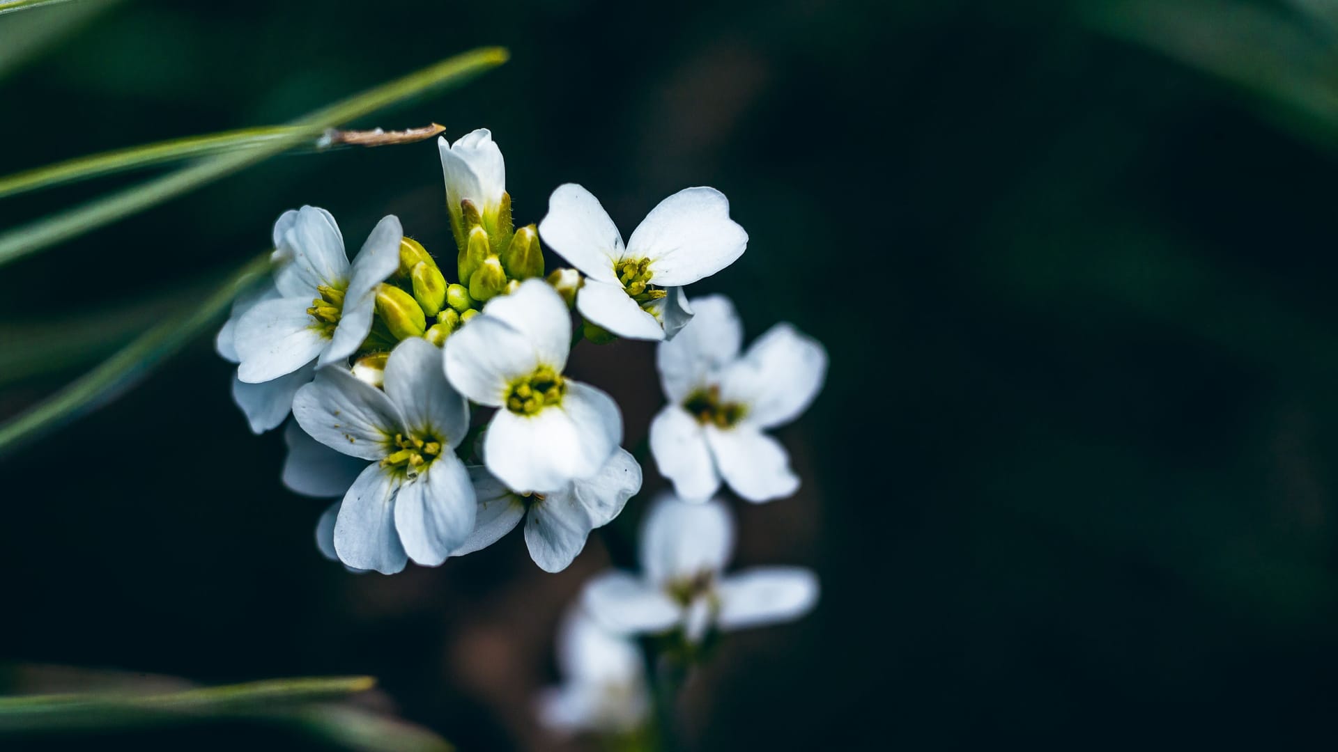 Selective focus shot of Arabidopsis thaliana (thale cress) in Curonian Spit forest, Lithuania