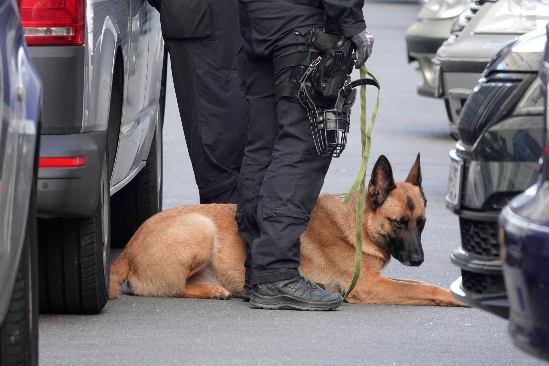 Polizeihund (Symbolbild): Der Belgier ist bereits wieder aufgetaucht.